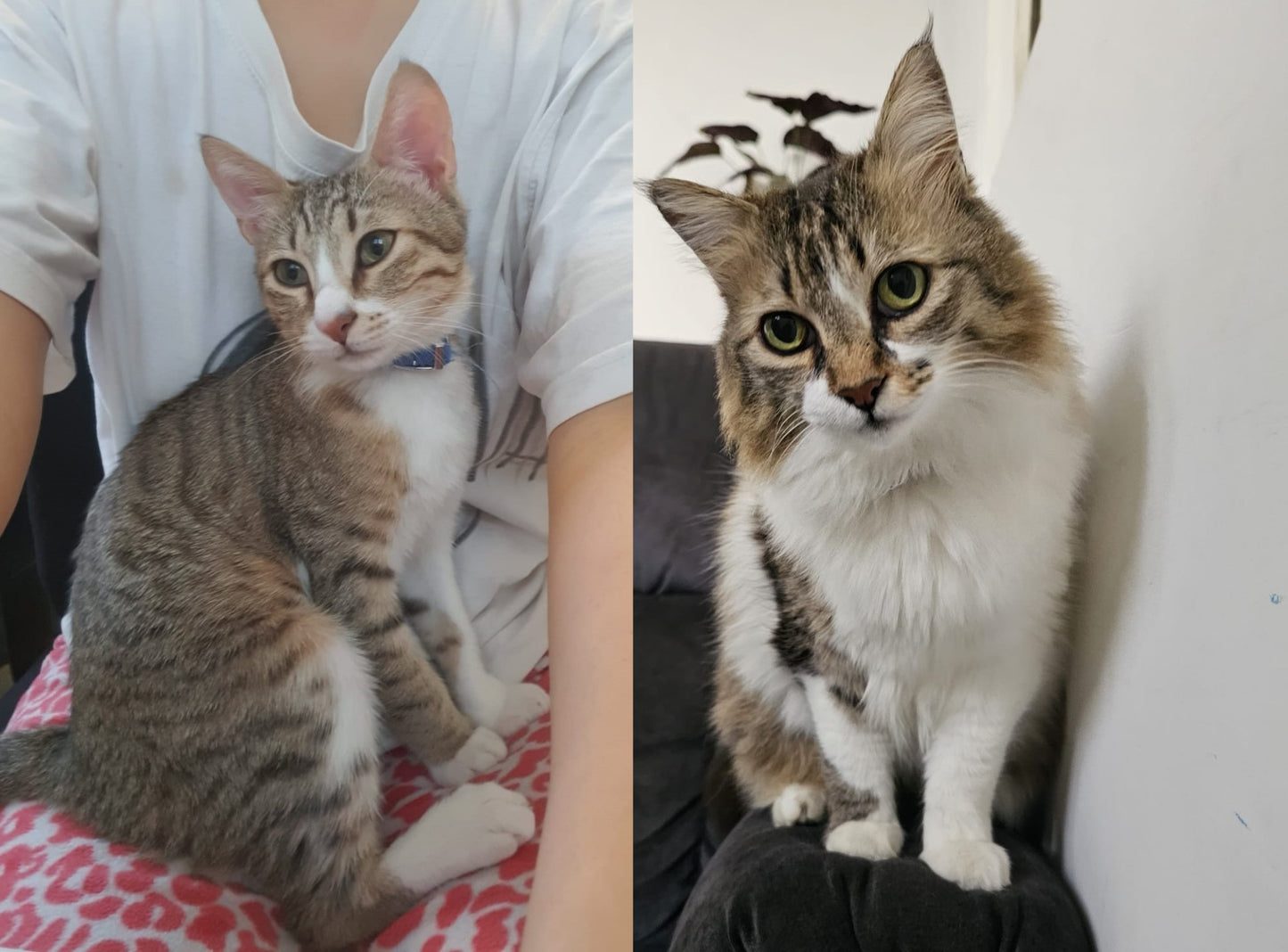 A Picture of Two Cats